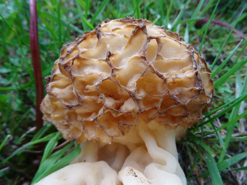 Morchella esculenta - Pezizaceae